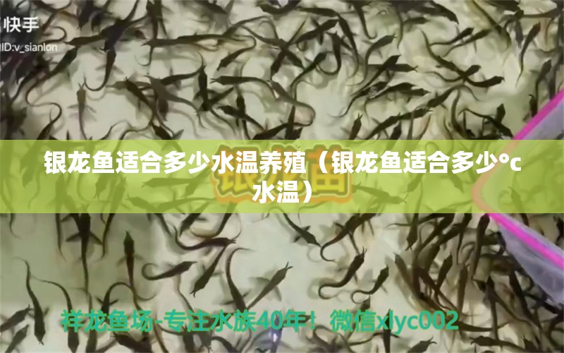 銀龍魚適合多少水溫養(yǎng)殖（銀龍魚適合多少°c水溫） 銀龍魚