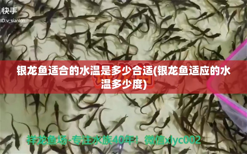 銀龍魚適合的水溫是多少合適(銀龍魚適應的水溫多少度) 銀龍魚