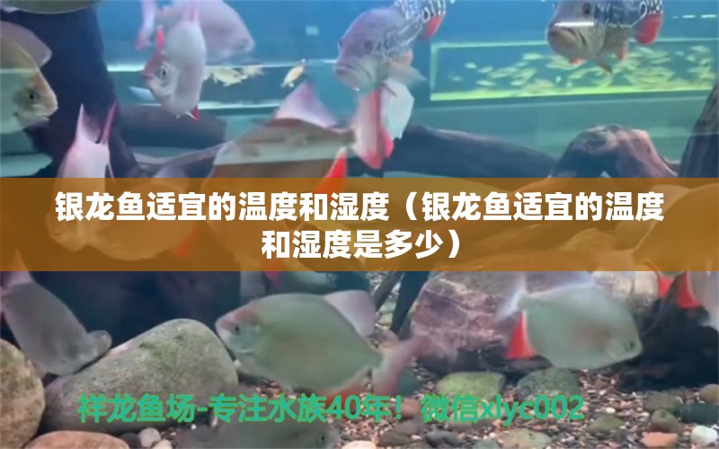 銀龍魚適宜的溫度和濕度（銀龍魚適宜的溫度和濕度是多少）