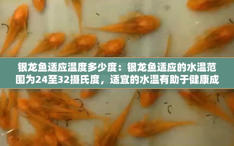 銀龍魚適應(yīng)溫度多少度：銀龍魚適應(yīng)的水溫范圍為24至32攝氏度，適宜的水溫有助于健康成長 水族問答