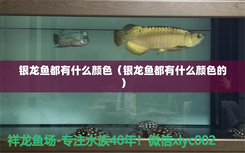 銀龍魚(yú)都有什么顏色（銀龍魚(yú)都有什么顏色的）