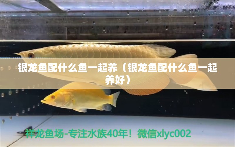 銀龍魚配什么魚一起養(yǎng)（銀龍魚配什么魚一起養(yǎng)好） 銀龍魚