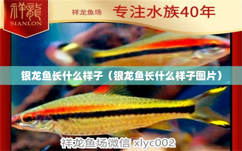 銀龍魚長什么樣子（銀龍魚長什么樣子圖片）