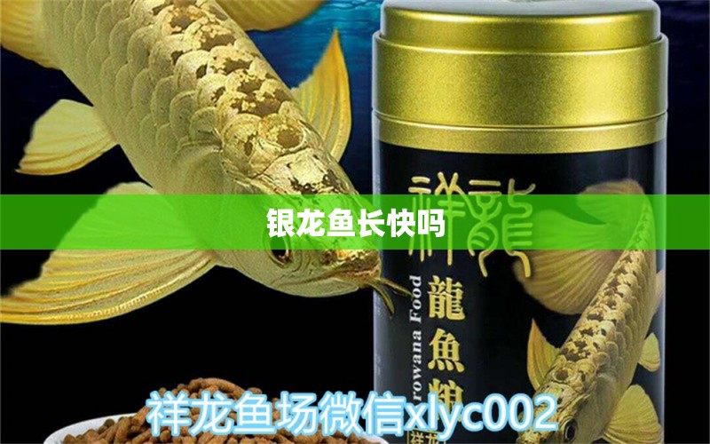 銀龍魚長快嗎 水族問答 第1張