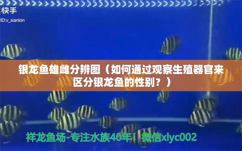 銀龍魚雄雌分辨圖（如何通過觀察生殖器官來區(qū)分銀龍魚的性別？） 水族問答 第2張