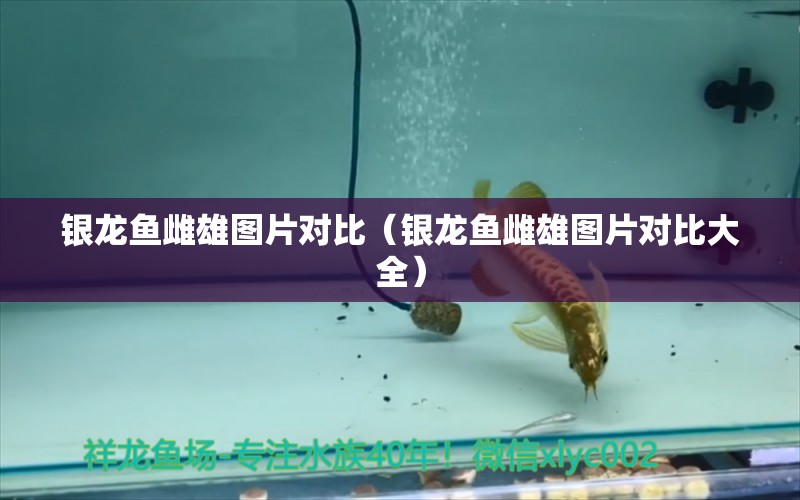 銀龍魚雌雄圖片對(duì)比（銀龍魚雌雄圖片對(duì)比大全）