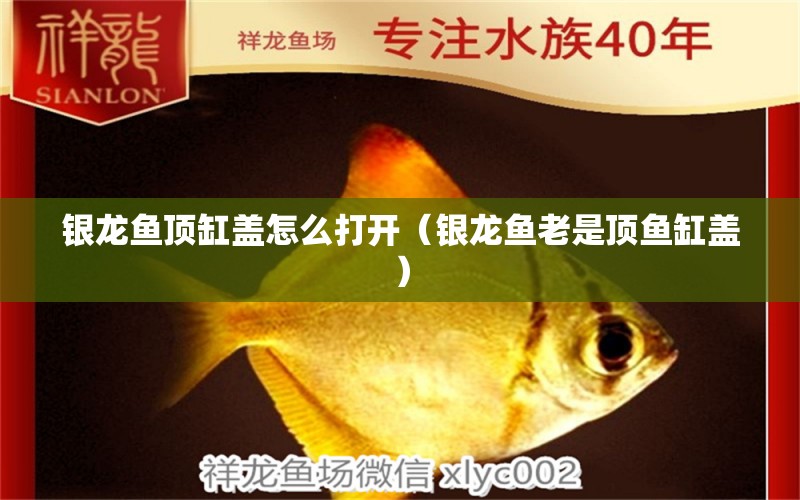 銀龍魚頂缸蓋怎么打開（銀龍魚老是頂魚缸蓋） 銀龍魚