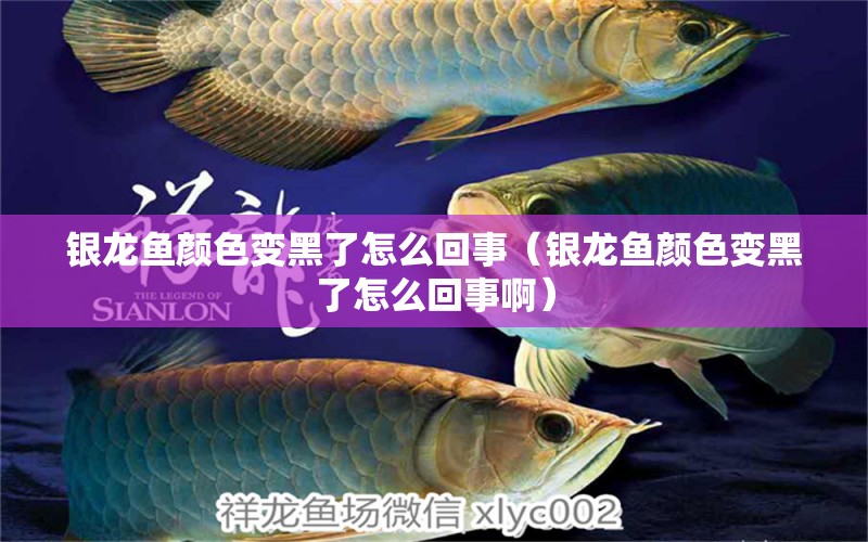 銀龍魚顏色變黑了怎么回事（銀龍魚顏色變黑了怎么回事?。?銀龍魚