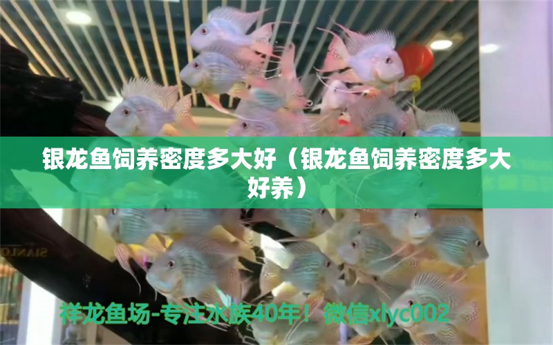 銀龍魚(yú)飼養(yǎng)密度多大好（銀龍魚(yú)飼養(yǎng)密度多大好養(yǎng)）