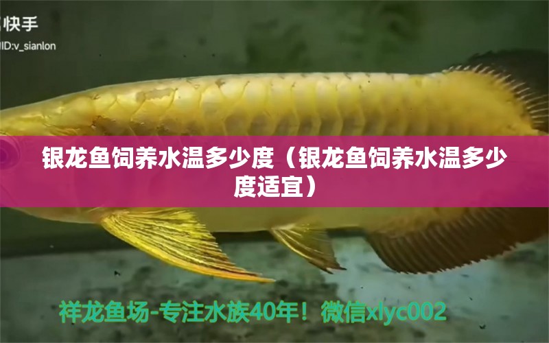 銀龍魚飼養(yǎng)水溫多少度（銀龍魚飼養(yǎng)水溫多少度適宜） 銀龍魚百科 第1張