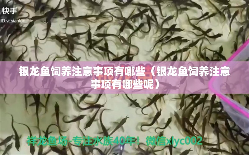 銀龍魚飼養(yǎng)注意事項(xiàng)有哪些（銀龍魚飼養(yǎng)注意事項(xiàng)有哪些呢） 銀龍魚