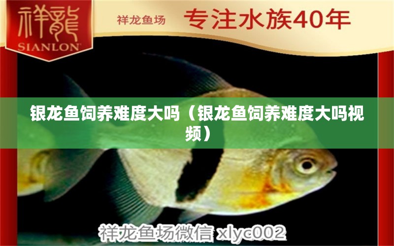 銀龍魚飼養(yǎng)難度大嗎（銀龍魚飼養(yǎng)難度大嗎視頻） 銀龍魚