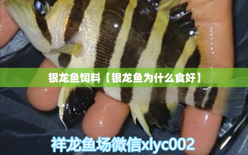 銀龍魚(yú)飼料【銀龍魚(yú)為什么食好】