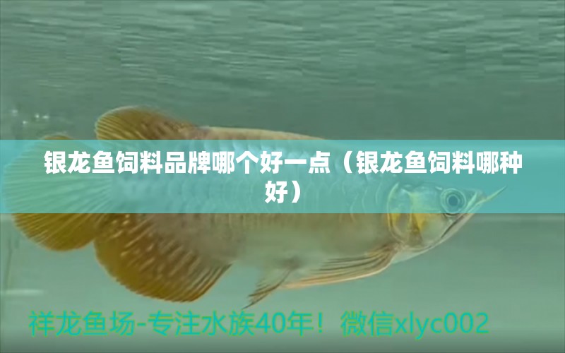 銀龍魚飼料品牌哪個好一點（銀龍魚飼料哪種好） 印尼四紋虎