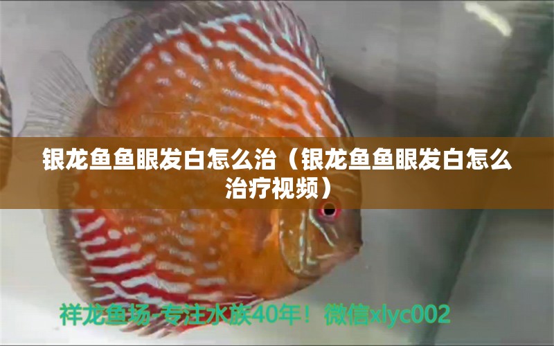 銀龍魚魚眼發(fā)白怎么治（銀龍魚魚眼發(fā)白怎么治療視頻）