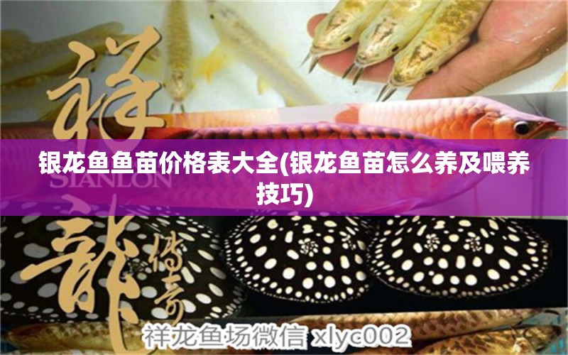 銀龍魚魚苗價(jià)格表大全(銀龍魚苗怎么養(yǎng)及喂養(yǎng)技巧) 銀龍魚