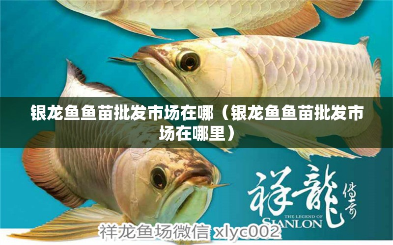 銀龍魚魚苗批發(fā)市場在哪（銀龍魚魚苗批發(fā)市場在哪里） 銀龍魚