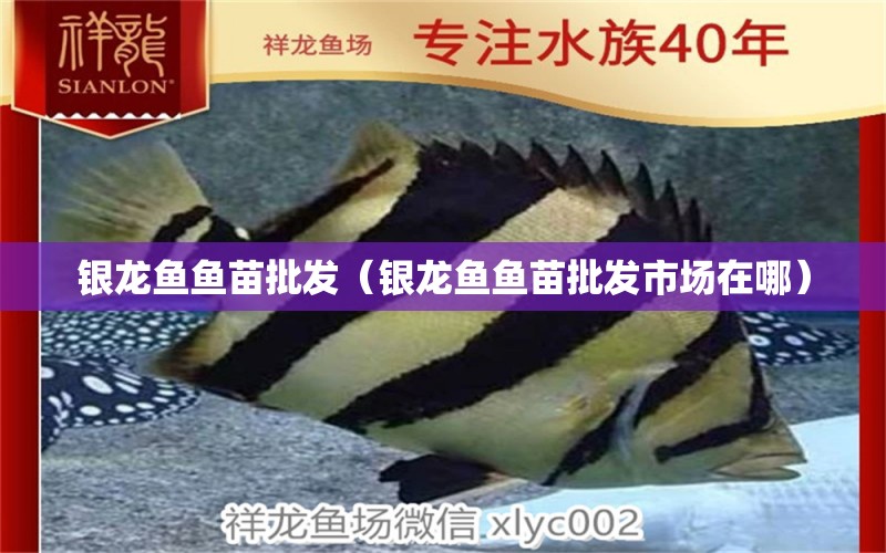 銀龍魚魚苗批發(fā)（銀龍魚魚苗批發(fā)市場(chǎng)在哪）