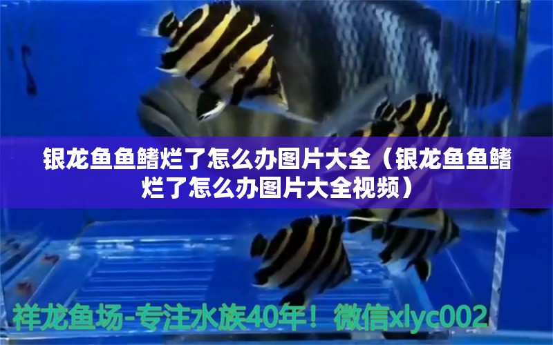 銀龍魚魚鰭爛了怎么辦圖片大全（銀龍魚魚鰭爛了怎么辦圖片大全視頻）