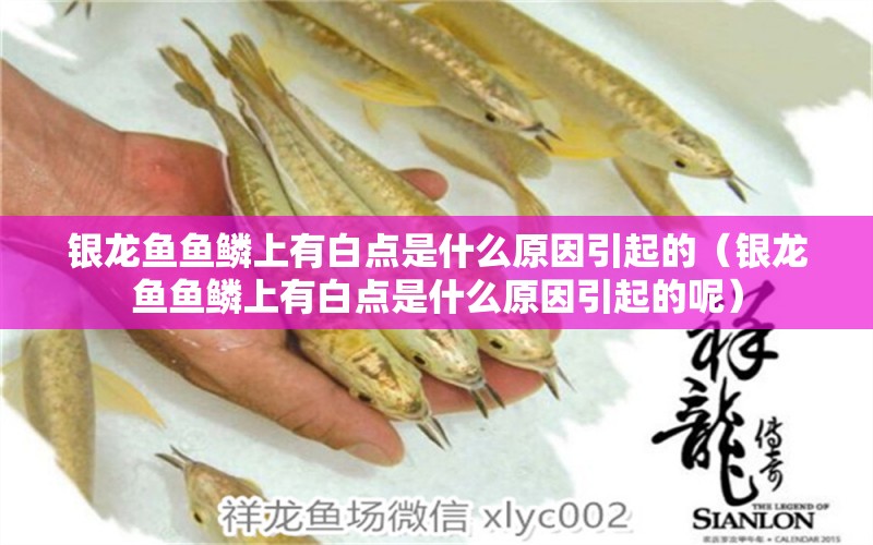 銀龍魚魚鱗上有白點(diǎn)是什么原因引起的（銀龍魚魚鱗上有白點(diǎn)是什么原因引起的呢） 銀龍魚