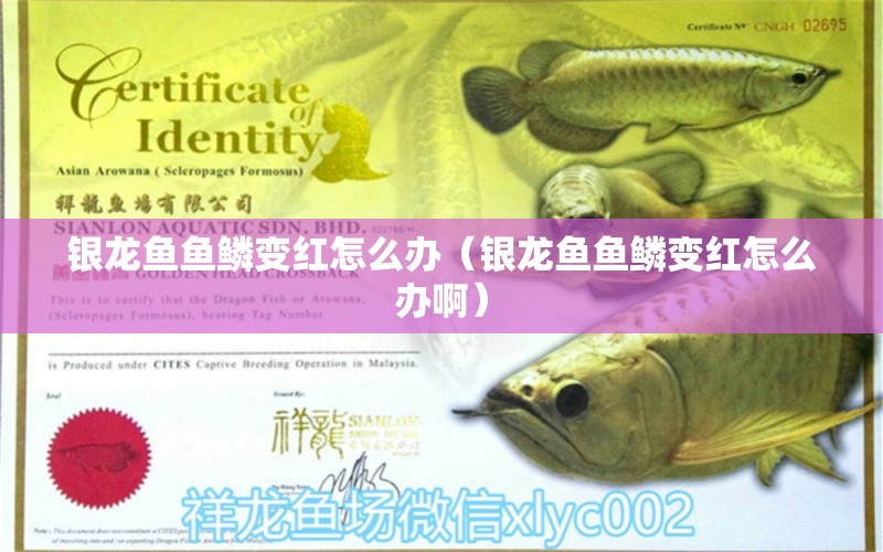 銀龍魚(yú)魚(yú)鱗變紅怎么辦（銀龍魚(yú)魚(yú)鱗變紅怎么辦?。?銀龍魚(yú)