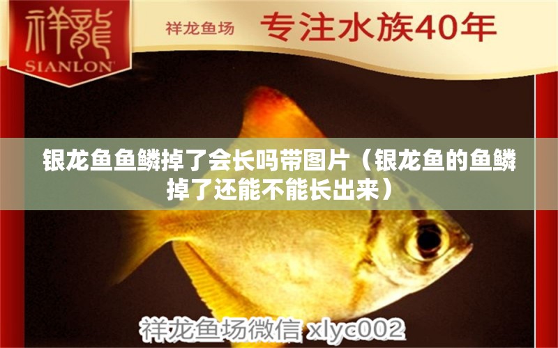 銀龍魚魚鱗掉了會長嗎帶圖片（銀龍魚的魚鱗掉了還能不能長出來）