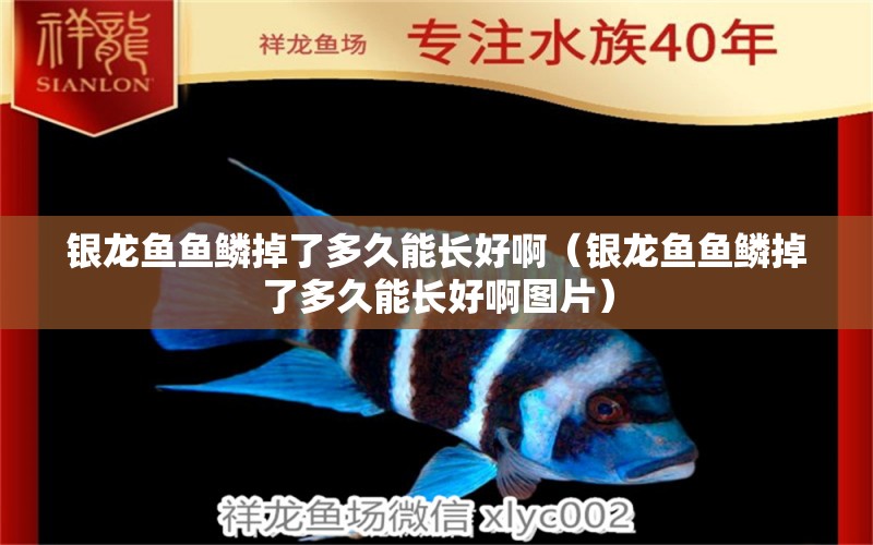 銀龍魚魚鱗掉了多久能長好?。ㄣy龍魚魚鱗掉了多久能長好啊圖片）