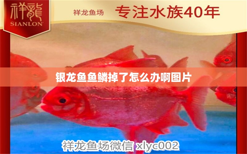 銀龍魚魚鱗掉了怎么辦啊圖片