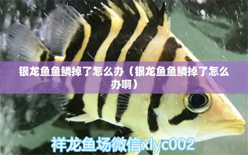 銀龍魚(yú)魚(yú)鱗掉了怎么辦（銀龍魚(yú)魚(yú)鱗掉了怎么辦?。? title=