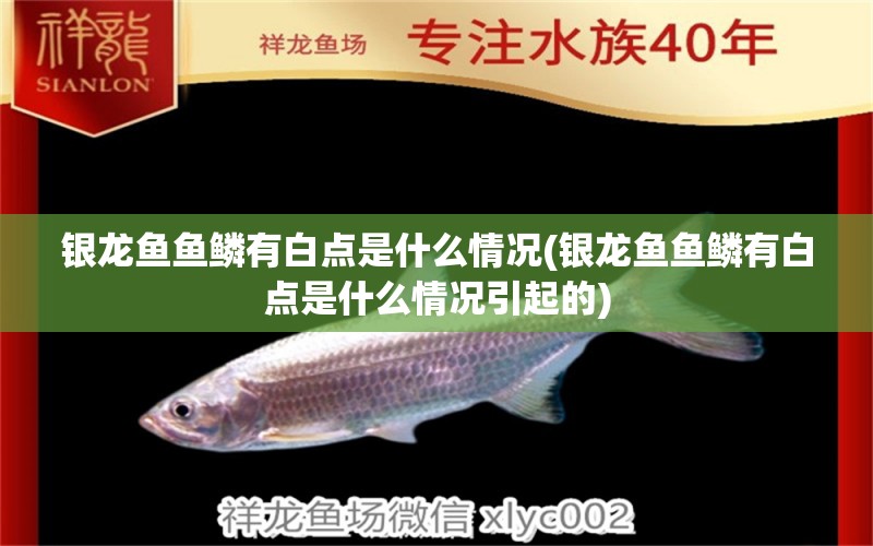 銀龍魚魚鱗有白點是什么情況(銀龍魚魚鱗有白點是什么情況引起的)