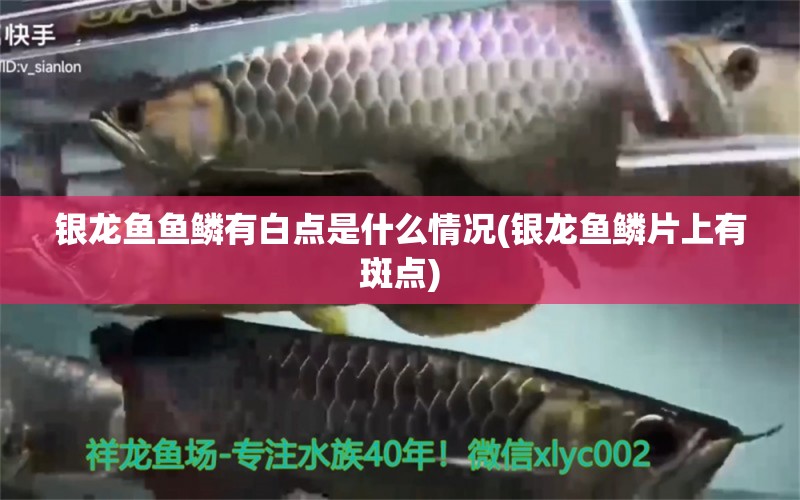 銀龍魚魚鱗有白點(diǎn)是什么情況(銀龍魚鱗片上有斑點(diǎn)) 銀龍魚百科 第1張