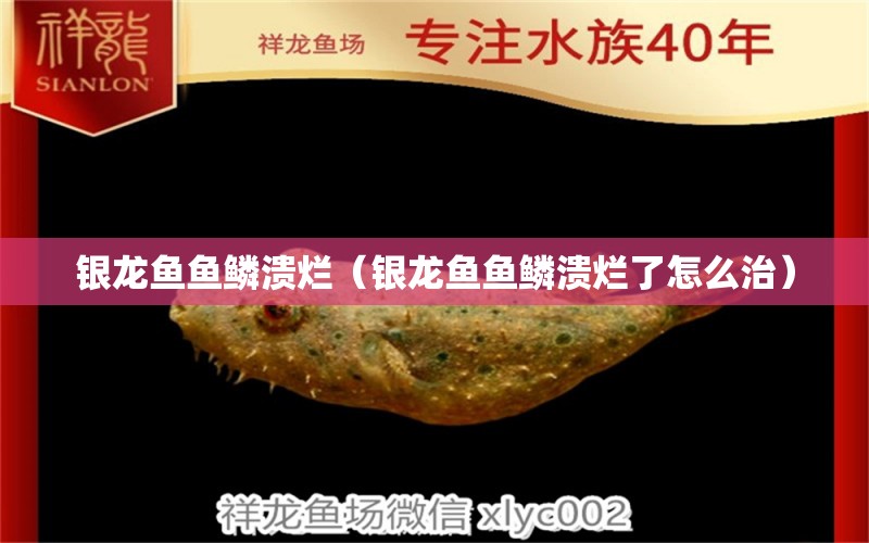 銀龍魚魚鱗潰爛（銀龍魚魚鱗潰爛了怎么治）