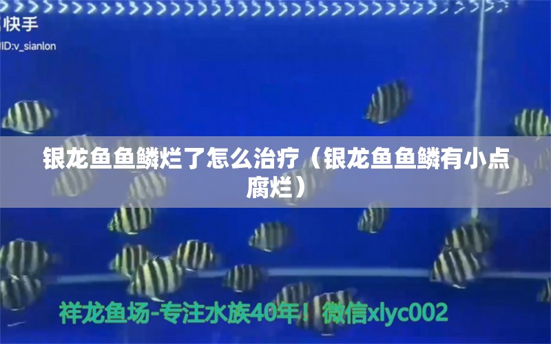 銀龍魚魚鱗爛了怎么治療（銀龍魚魚鱗有小點(diǎn)腐爛）