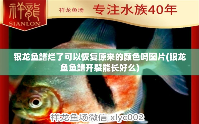 銀龍魚鰭爛了可以恢復(fù)原來的顏色嗎圖片(銀龍魚魚鰭開裂能長好么) 銀龍魚