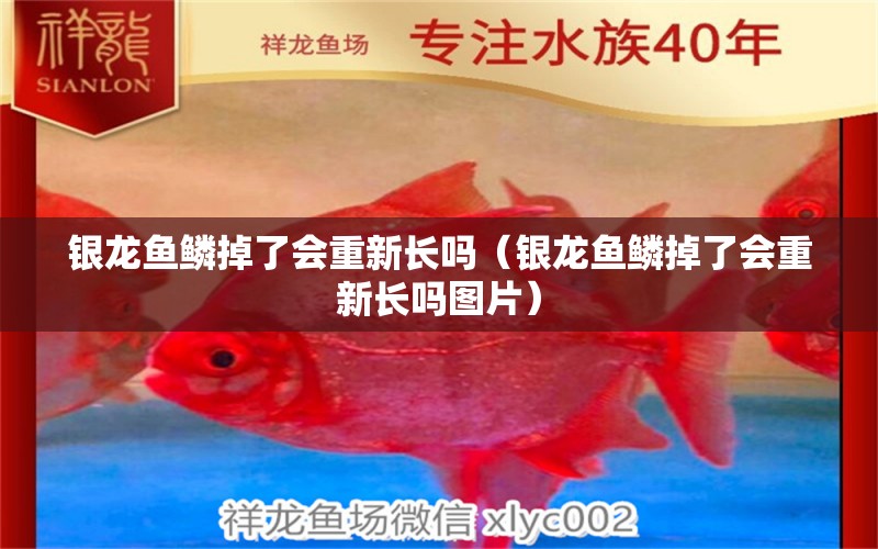 銀龍魚鱗掉了會重新長嗎（銀龍魚鱗掉了會重新長嗎圖片）