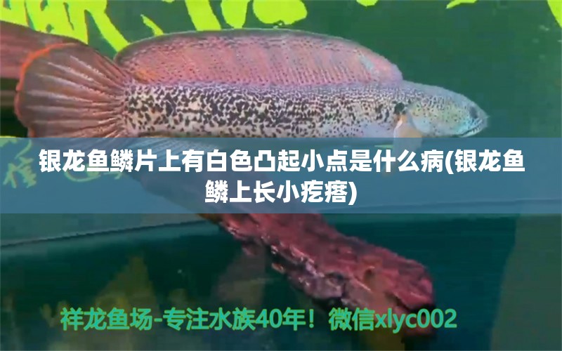 銀龍魚鱗片上有白色凸起小點是什么病(銀龍魚鱗上長小疙瘩)