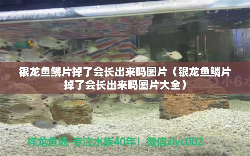 銀龍魚鱗片掉了會長出來嗎圖片（銀龍魚鱗片掉了會長出來嗎圖片大全）