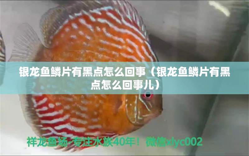 銀龍魚鱗片有黑點怎么回事（銀龍魚鱗片有黑點怎么回事兒）