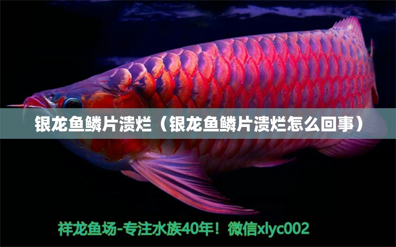 銀龍魚鱗片潰爛（銀龍魚鱗片潰爛怎么回事） 銀龍魚