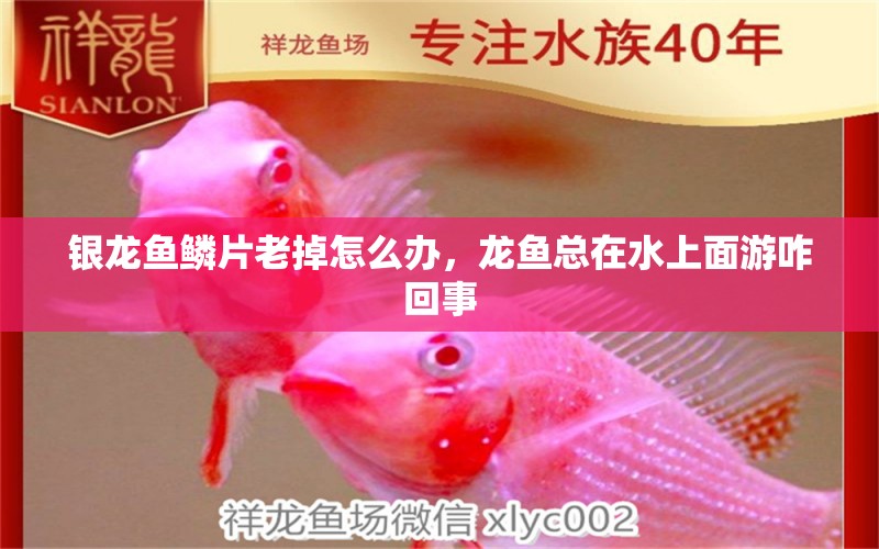 銀龍魚鱗片老掉怎么辦，龍魚總在水上面游咋回事