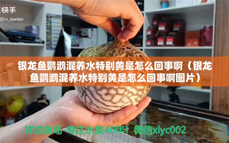 銀龍魚鸚鵡混養(yǎng)水特別黃是怎么回事?。ㄣy龍魚鸚鵡混養(yǎng)水特別黃是怎么回事啊圖片）