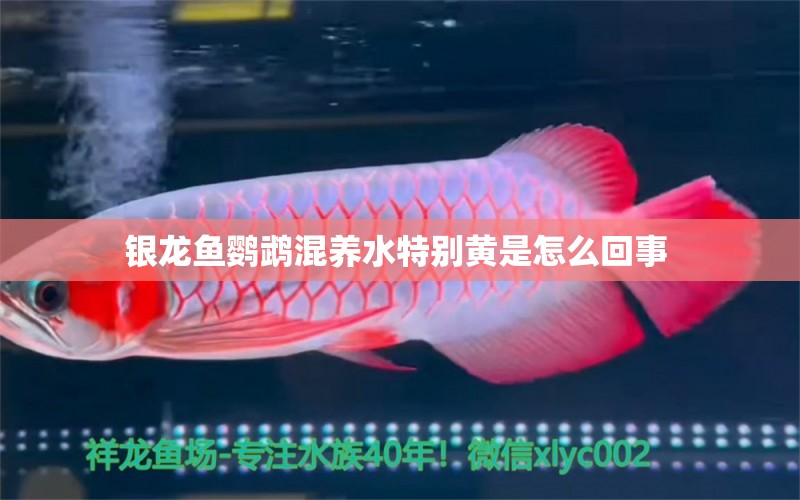 銀龍魚(yú)鸚鵡混養(yǎng)水特別黃是怎么回事  鸚鵡魚(yú)