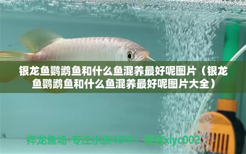 銀龍魚鸚鵡魚和什么魚混養(yǎng)最好呢圖片（銀龍魚鸚鵡魚和什么魚混養(yǎng)最好呢圖片大全）