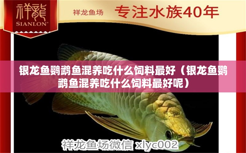 銀龍魚鸚鵡魚混養(yǎng)吃什么飼料最好（銀龍魚鸚鵡魚混養(yǎng)吃什么飼料最好呢） 鸚鵡魚