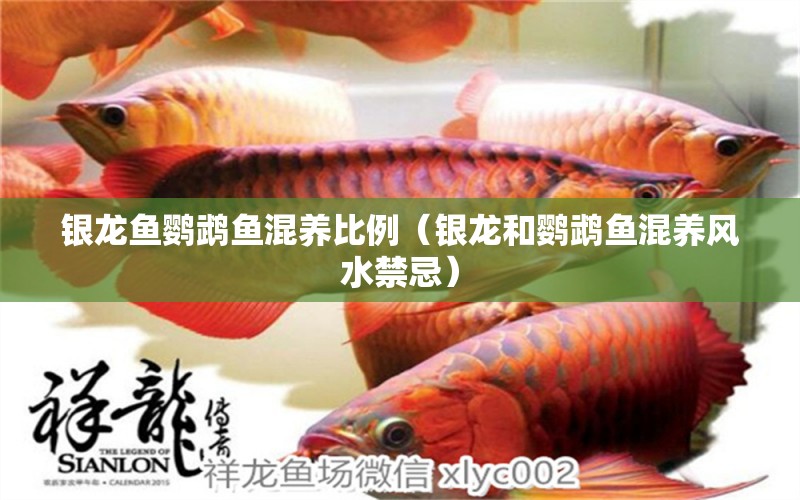 銀龍魚鸚鵡魚混養(yǎng)比例（銀龍和鸚鵡魚混養(yǎng)風(fēng)水禁忌）