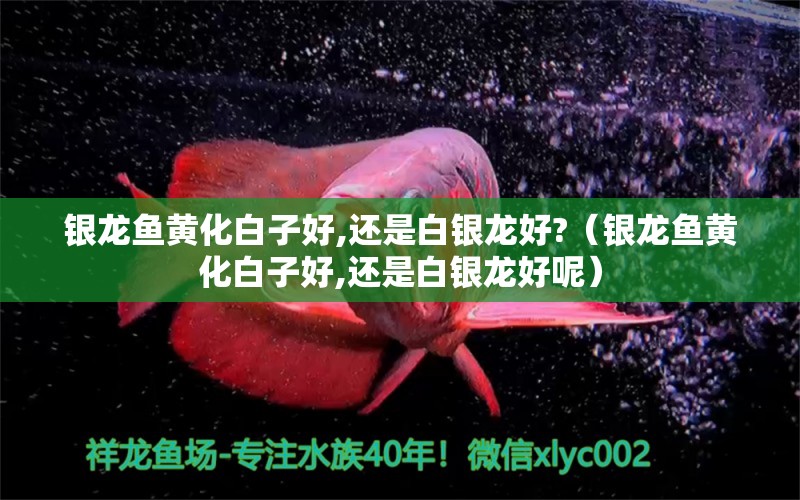 銀龍魚黃化白子好,還是白銀龍好?（銀龍魚黃化白子好,還是白銀龍好呢）