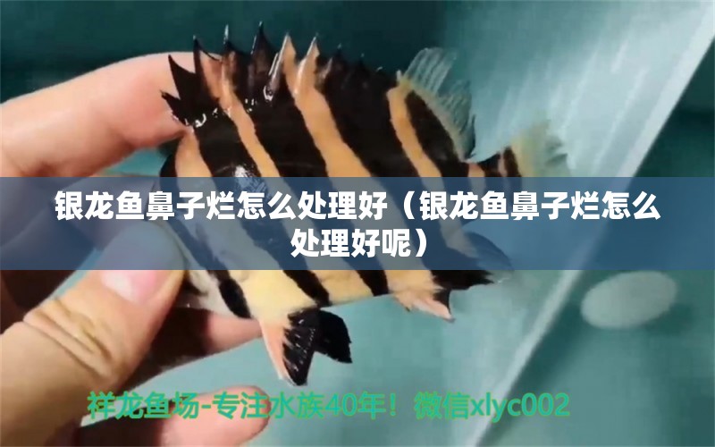 銀龍魚鼻子爛怎么處理好（銀龍魚鼻子爛怎么處理好呢）