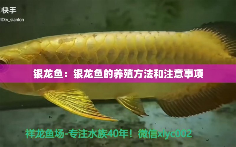 銀龍魚：銀龍魚的養(yǎng)殖方法和注意事項 銀龍魚