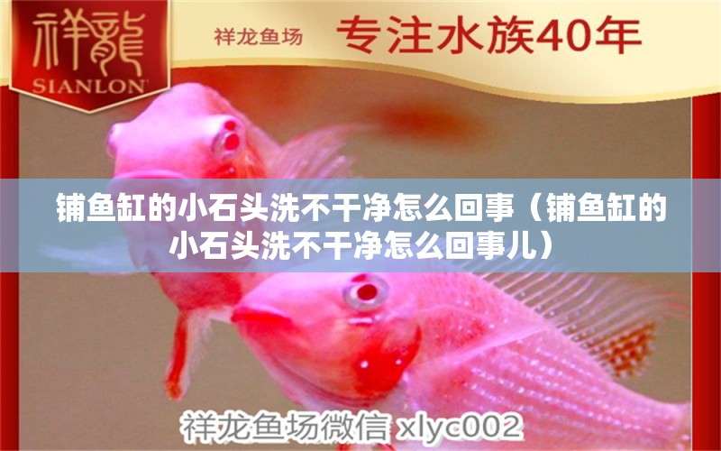 鋪魚缸的小石頭洗不干凈怎么回事（鋪魚缸的小石頭洗不干凈怎么回事兒） 廣州景觀設(shè)計(jì)