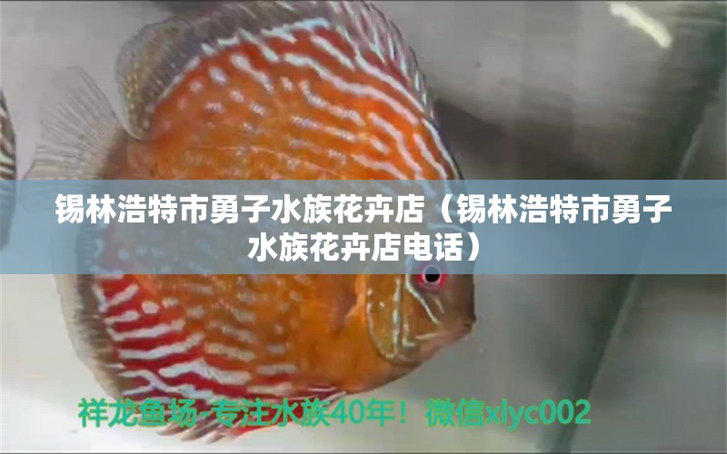 錫林浩特市勇子水族花卉店（錫林浩特市勇子水族花卉店電話）